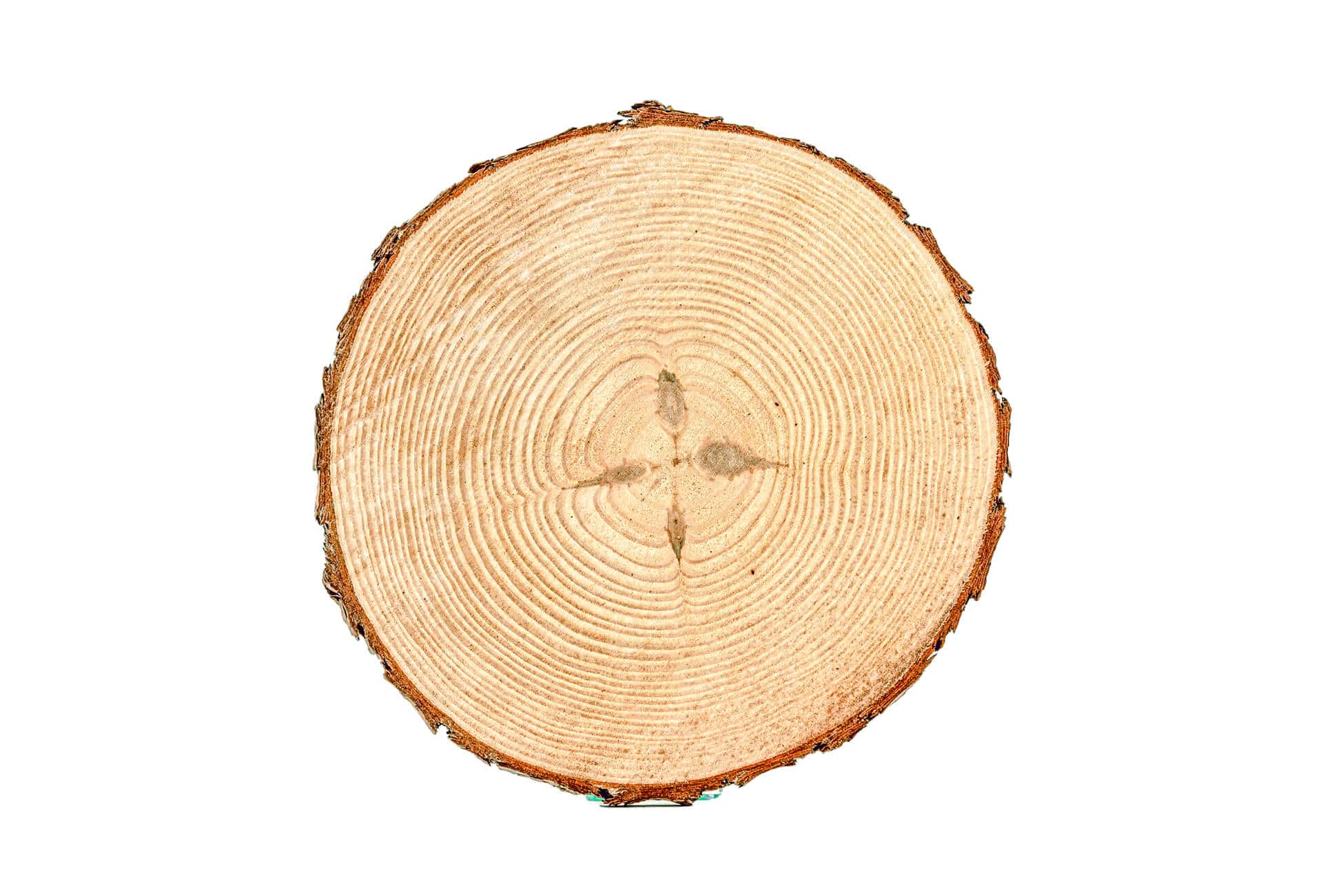 10 Inch 8 Inch Large Rowan Wood Slice Wooden Slices Rustic Wood Slices for  DIY Rowan Wood Large Wood Slices 10 Inch Slices 